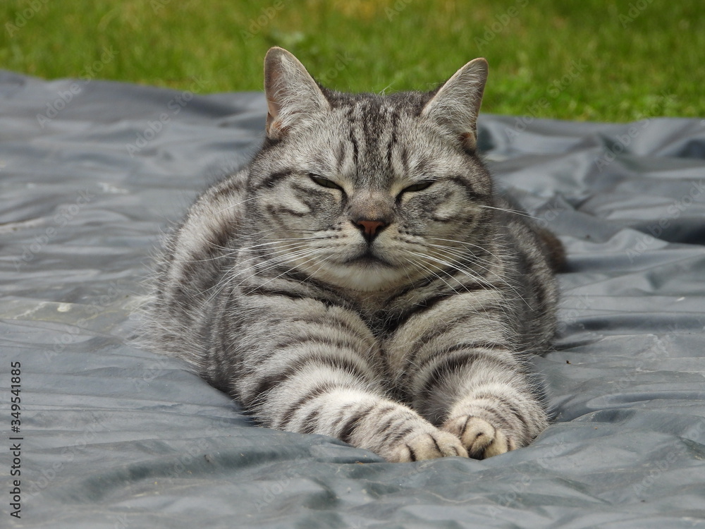 Silver British Shorthair 