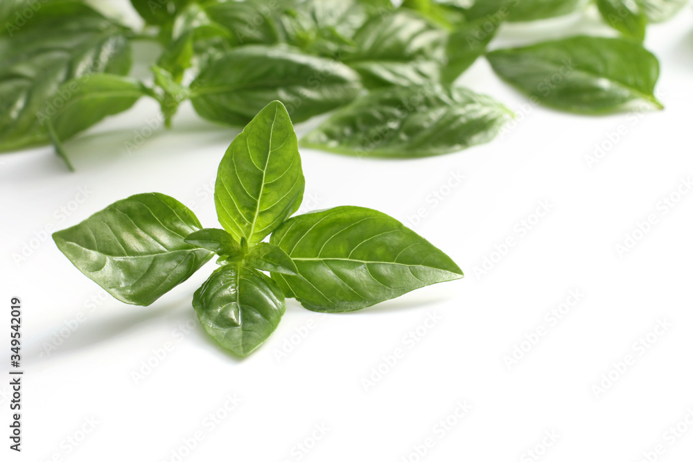 Fresh green basil isolated on white Fresh green basil isolated on white