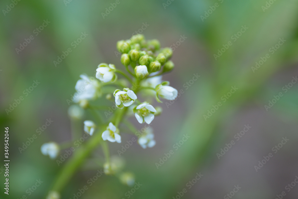 close up of a white flower in a garden