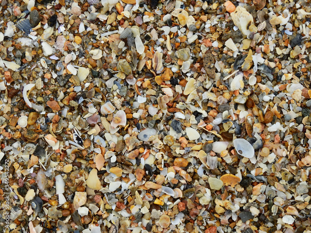 pile of shell on the beach