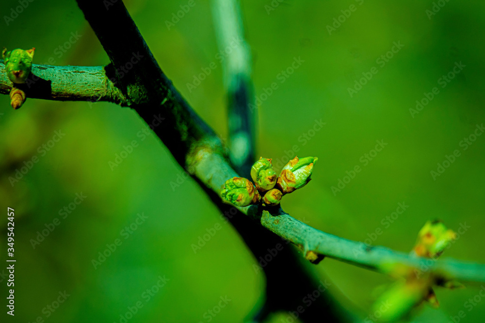 the kidneys, tree, screen, branch, april, spring the kidneys, tree, screen, branch, april, spring