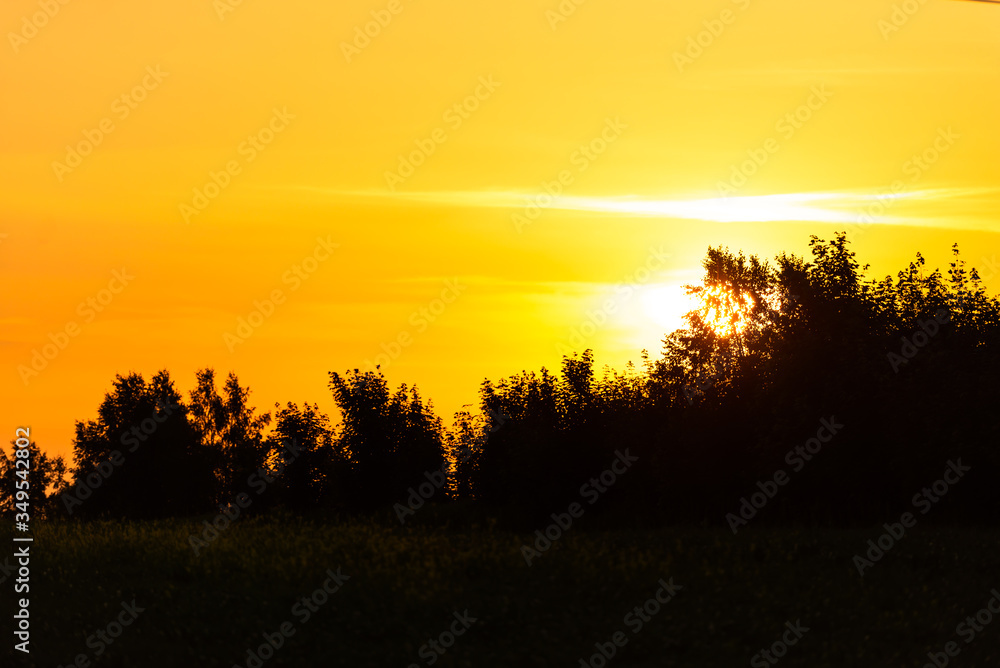 Sunset behind the leaves of trees. Yellow sky and the black shadows of the trees.