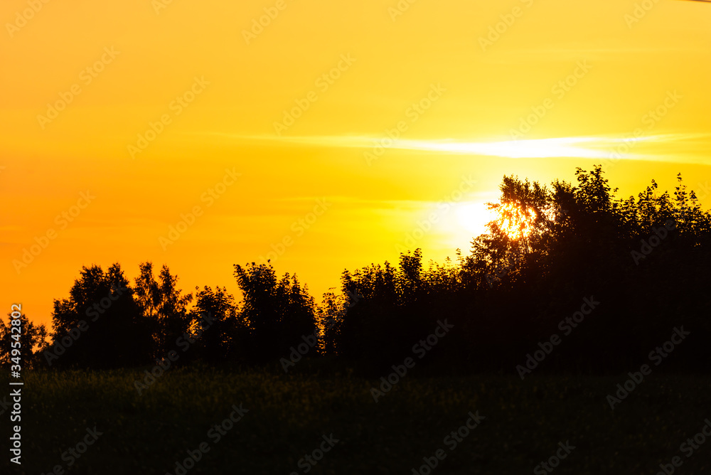 Sunset behind the leaves of trees. Yellow sky and the black shadows of the trees. Sunset behind the leaves of trees. Yellow sky and the black shadows of the trees.