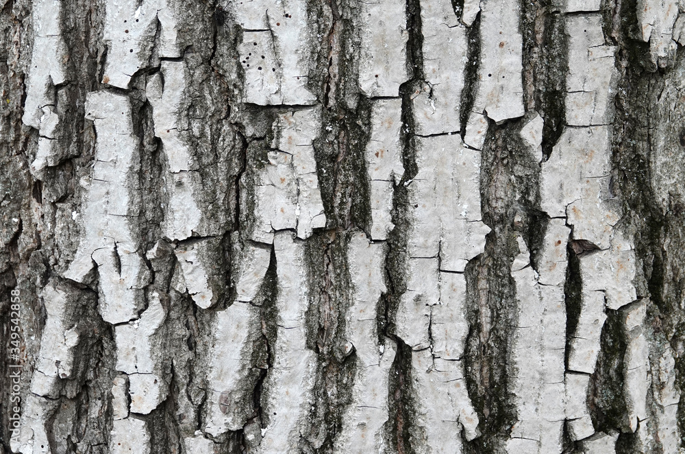 Fototapeta premium Walnut tree bark nature background grey cracks
