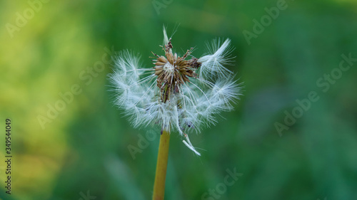 Common dandelion in the meadow photo