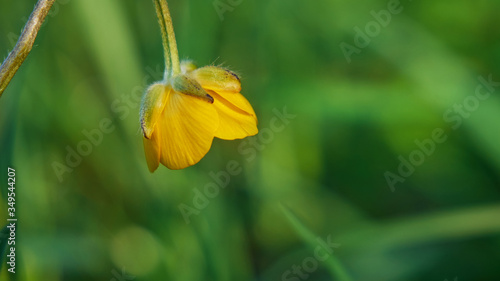 Creeping buttercup in the meadow photo