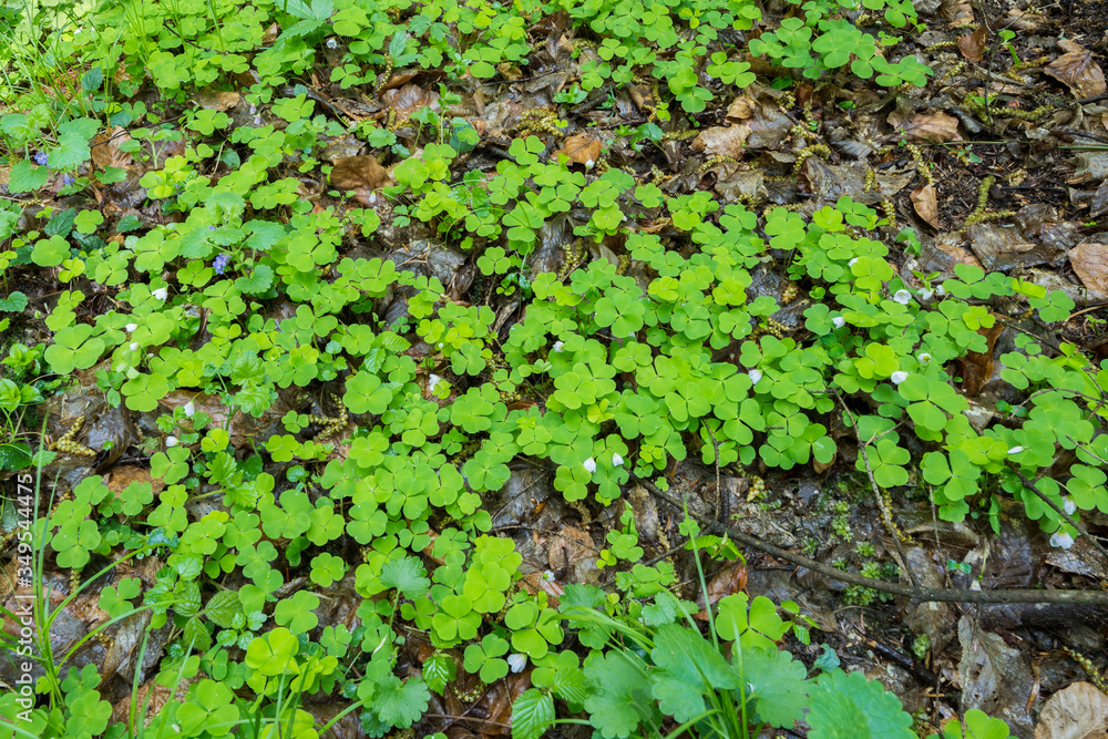 Field of common wood sorrel starting flowering on forest floor Field of common wood sorrel starting flowering on forest floor