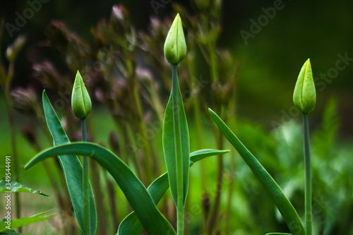 Wallpaper Mural tulips in the garden Torontodigital.ca