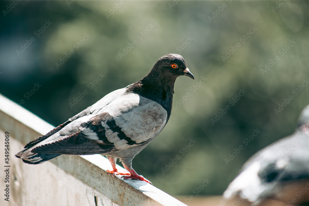 Fototapeta premium City pigeon sits on a fence in the street