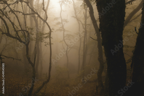 silhouettes of trees in a misty, mystical autumn forest. fairy forest