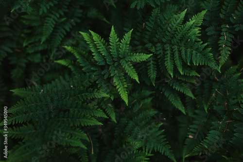 fern in the Botanical garden