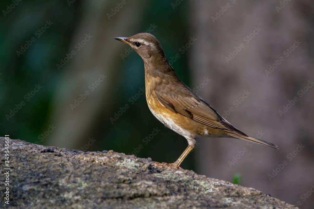 Eyebrowed Thrush bird with a brown top body Males have more gray color on their heads than females. The body is dark orange. Females have more white on the neck. Eyebrowed Thrush bird with a brown top body Males have more gray color on their heads than females. The body is dark orange. Females have more white on the neck.