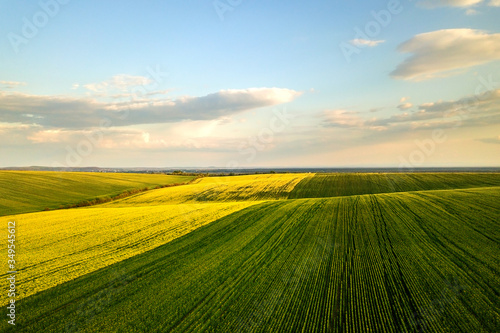 Aerial view of bright green agricultural farm field with growing rapeseed plants at sunset. © bilanol