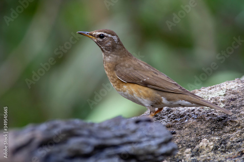 Eyebrowed Thrush bird with a brown top body Males have more gray color on their heads than females. The body is dark orange. Females have more white on the neck.