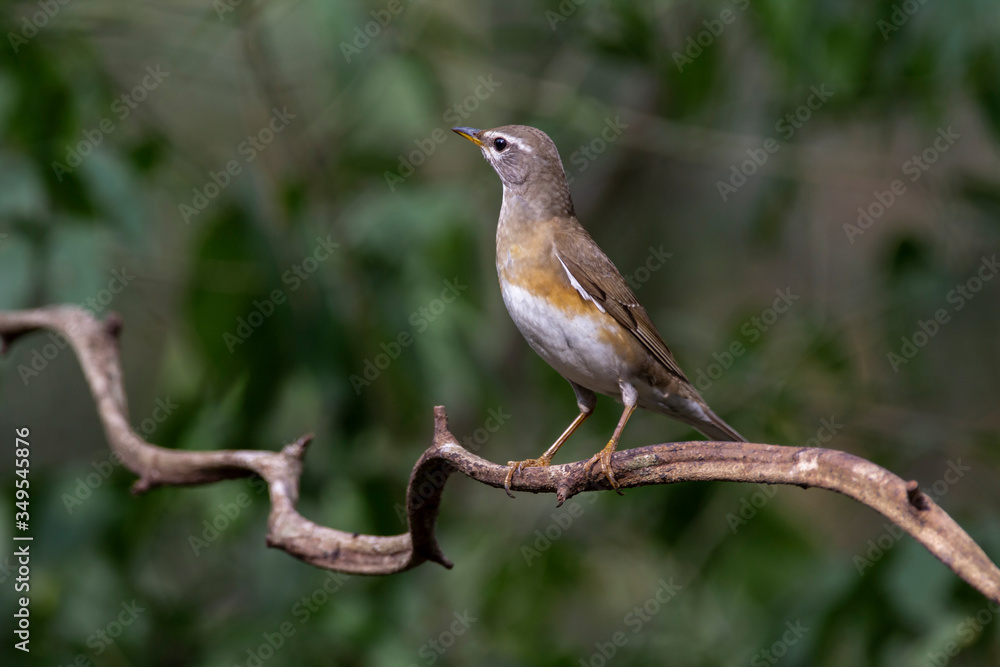 Eyebrowed Thrush bird with a brown top body Males have more gray color on their heads than females. The body is dark orange. Females have more white on the neck. Eyebrowed Thrush bird with a brown top body Males have more gray color on their heads than females. The body is dark orange. Females have more white on the neck.