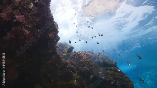 a lot of fish underwater mediterranean sea fish school of damsel in blue waters landscape photo