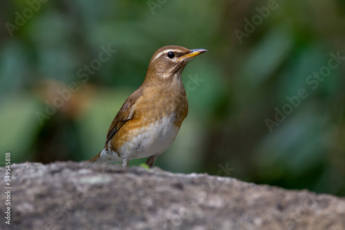 Eyebrowed Thrush bird with a brown top body Males have more gray color on their heads than females. The body is dark orange. Females have more white on the neck. © Nong Thamrongrat