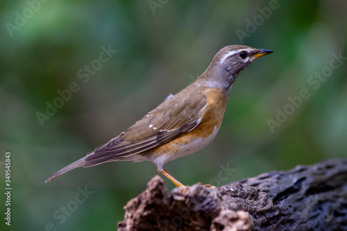 Eyebrowed Thrush bird with a brown top body Males have more gray color on their heads than females. The body is dark orange. Females have more white on the neck. © Nong Thamrongrat