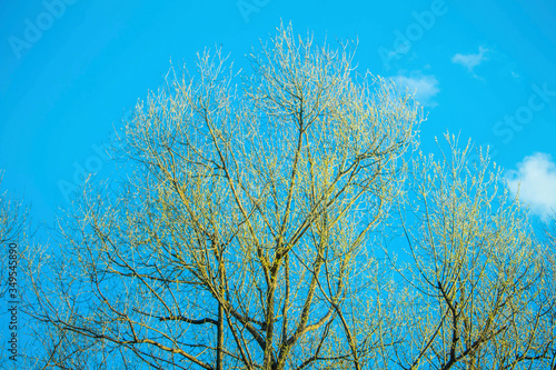 plant, yellow, clouds, sun, meadow, sunlight
