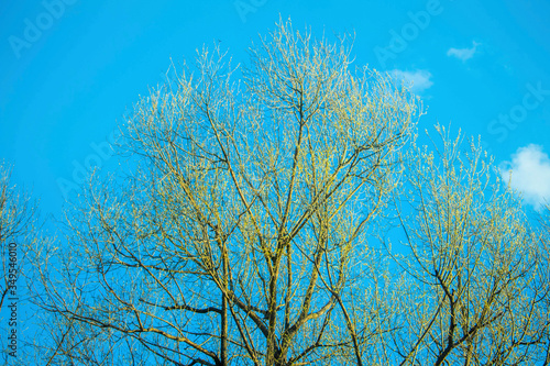 plant, yellow, clouds, sun, meadow, sunlight
