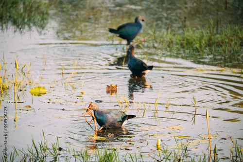 Goa, India. Three Grey-headed Swamphen Birds In Morning Looking For Food In Swamp. Porphyrio Poliocephalus