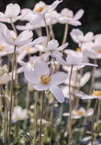 Fototapeta Naklejka Na Ścianę i Meble -  White anemone flowers close-up in the garden