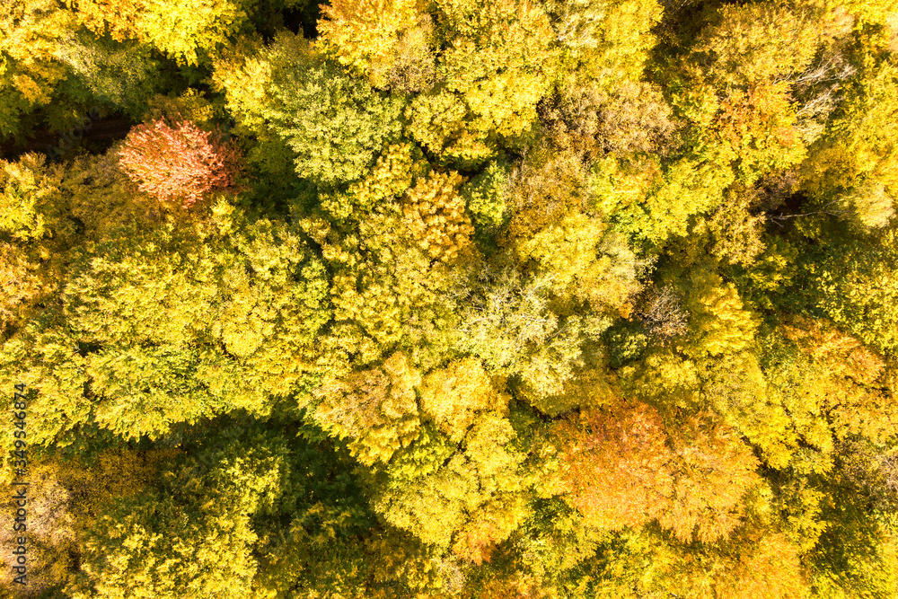 Top down aerial view of green and yellow canopies in autumn forest with many fresh trees. Top down aerial view of green and yellow canopies in autumn forest with many fresh trees.