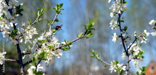 Close up view of big bumble bee pollinates a flowering plum tree on bright sunny spring day in the rural garden panoramic view