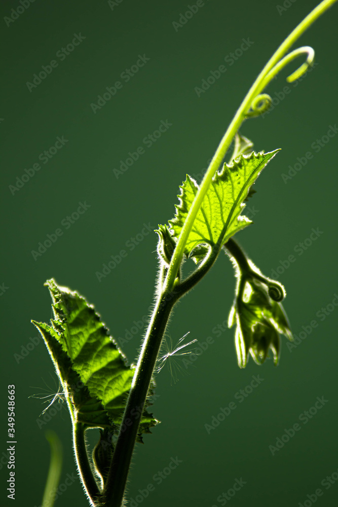 Obraz premium gałąź liść dyni na białym tle