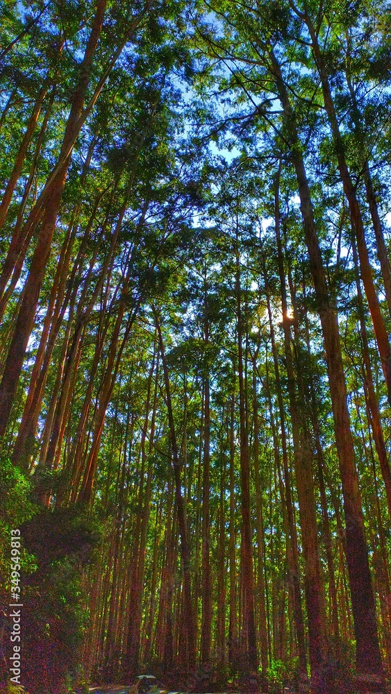 FOREST FOREST