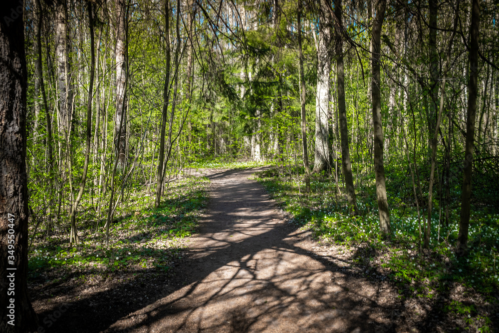 Spring views of landscape parks and squares of Saint Petersburg