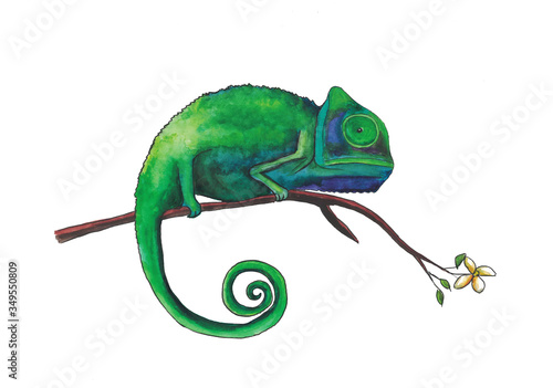 green chameleon sitting on a jasmine branch