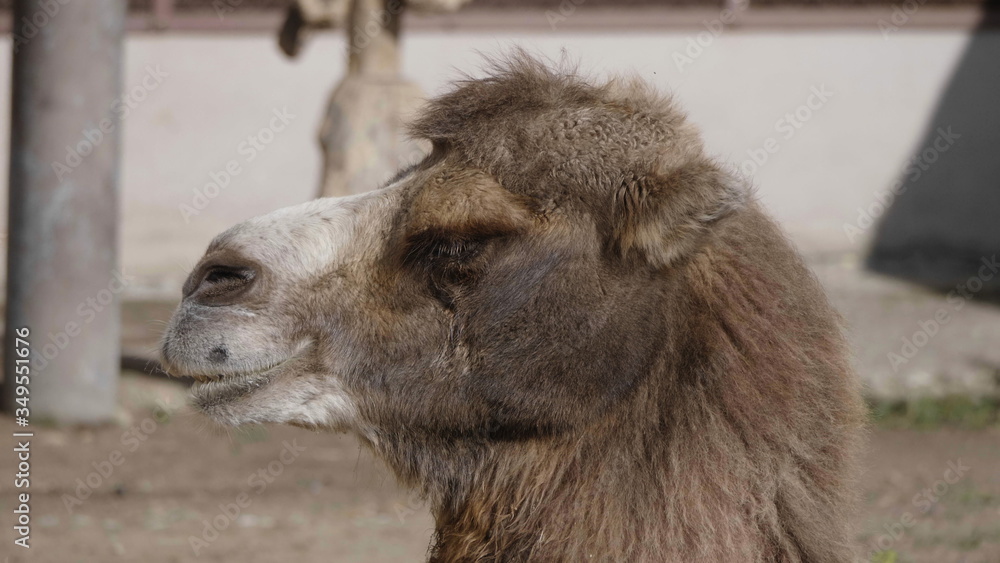 Portrait of a graceful two-humped camel resting in the shade Portrait of a graceful two-humped camel resting in the shade