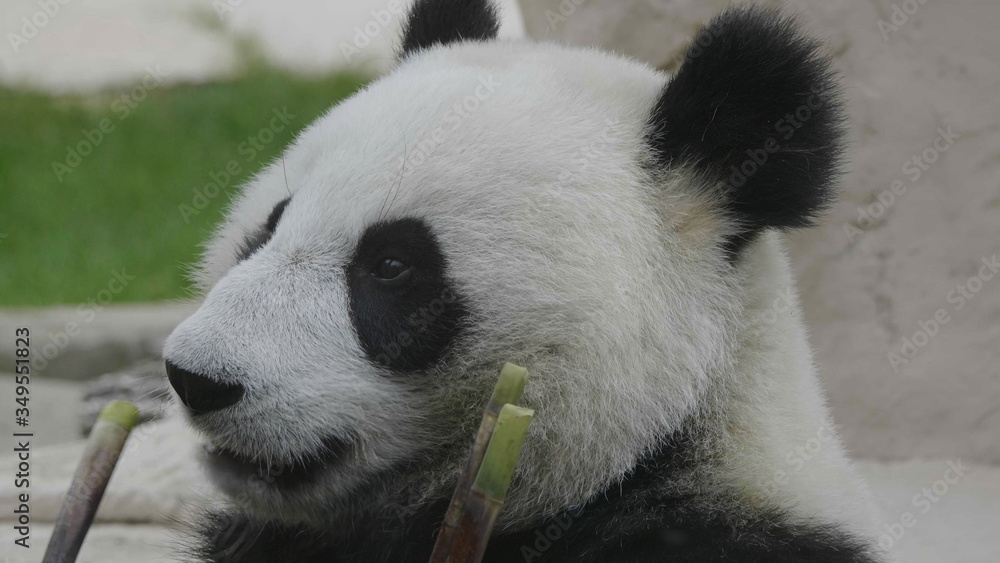 Panda goes on a background of green grass Panda goes on a background of green grass