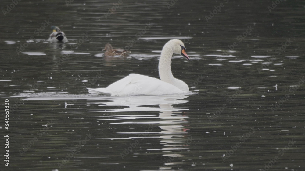 White swans swim on the lake in autumn White swans swim on the lake in autumn
