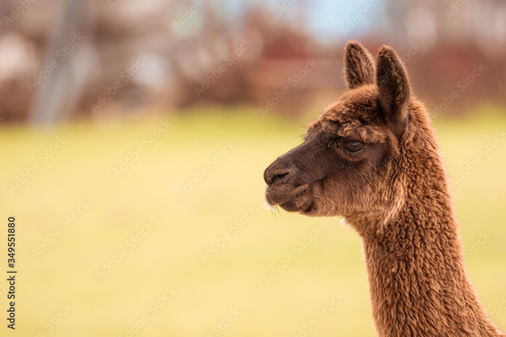 Obraz premium Alpaka