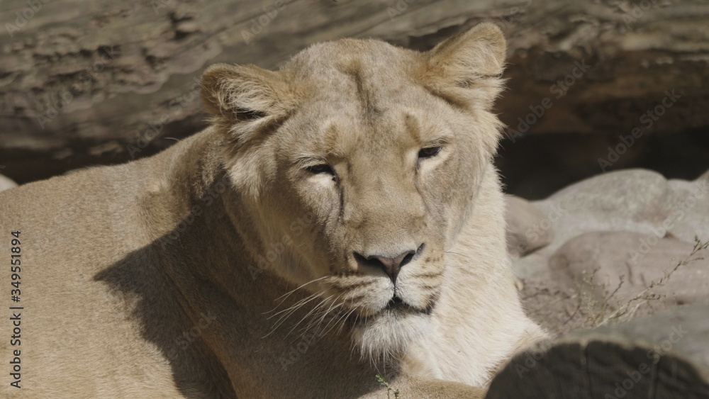 Portrait lioness basking in the warm sun after dinner Portrait lioness basking in the warm sun after dinner