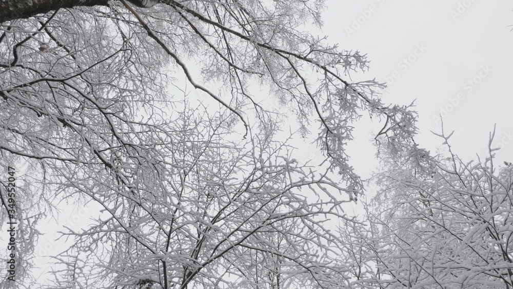 Winter forest during a snowfall, slow motion Winter forest during a snowfall, slow motion