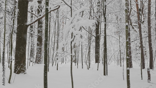 Winter forest during a snowfall, slow motion photo