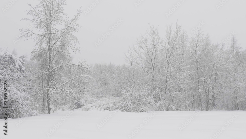 Winter forest during a snowfall, slow motion Winter forest during a snowfall, slow motion