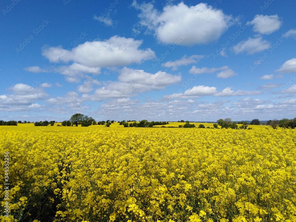 rape seed field panoramic