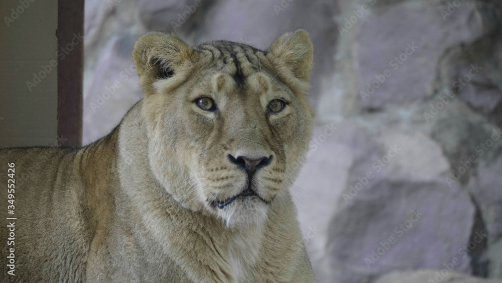 Portrait lioness basking in the warm sun after dinner Portrait lioness basking in the warm sun after dinner
