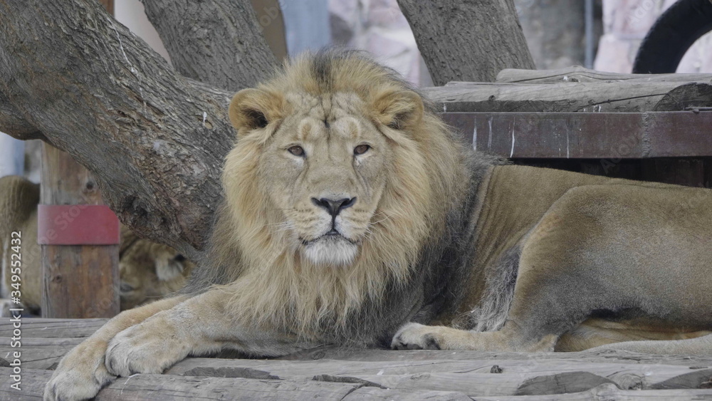 Portrait lion basking in the warm sun after dinner Portrait lion basking in the warm sun after dinner