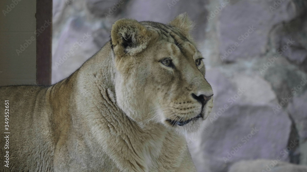 Portrait lioness basking in the warm sun after dinner Portrait lioness basking in the warm sun after dinner
