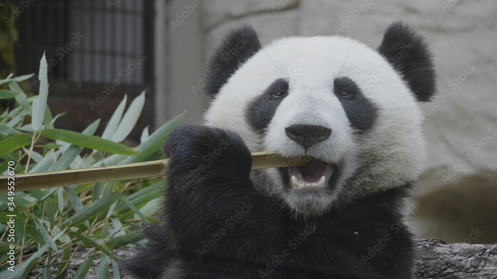 Obraz premium Panda eat juicy bamboo branches for lunch
