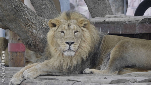 Portrait lion basking in the warm sun after dinner