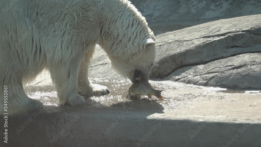 Polar bear catching fish and eating it on the shore Polar bear catching fish and eating it on the shore