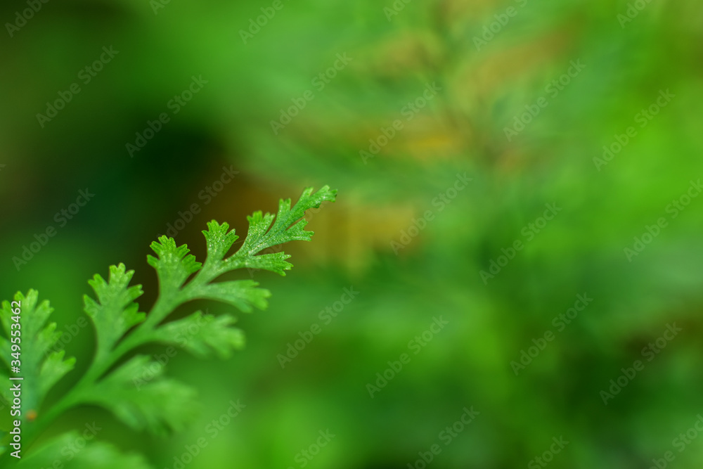 Closeup nature view of beautiful fern on blurred greenery background in garden with copy space for text using as background natural green plants landscape, ecology, fresh cover page concept. Closeup nature view of beautiful fern on blurred greenery background in garden with copy space for text using as background natural green plants landscape, ecology, fresh cover page concept.