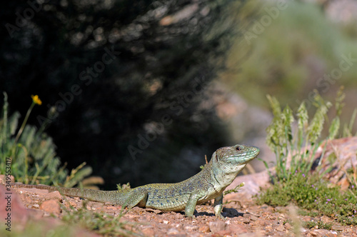 männliche Perleidechse (Timon lepidus), Extremadura, Spanien - Ocellated Lizard, male from Extremadura, Spain