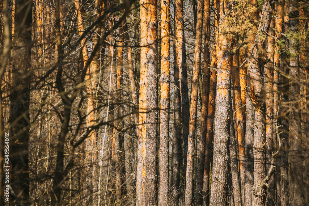 Spring Coniferous Forest In Sunny Day. Pines Trees Woods Spring Coniferous Forest In Sunny Day. Pines Trees Woods